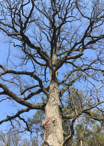 Silhouette of an oak tree without leaves, black branches and the trunk of an old large tree against a bright blue sky. Vertical shot. - Photo, Image