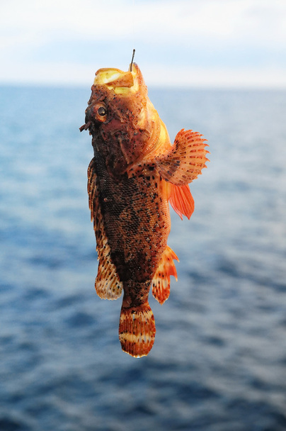Vörös sziklás tengeri hal - Fotó, kép