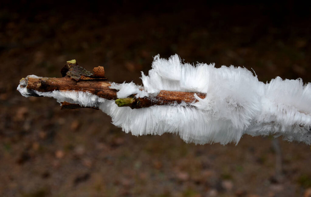 πολύ διαδεδομένη σε φυλλοβόλα νεκρά ξύλα οξιάς, αλλά λίγοι σχηματίζουν καρποφόρα σώματα. Είναι σχεδόν σε κάθε βολικό ραβδί, Μπραντς. το χειμώνα, όταν σχηματίζονται παγωμένα μαλλιά. παγετός κρυσταλλώνει το νερό στις βελόνες. - Φωτογραφία, εικόνα