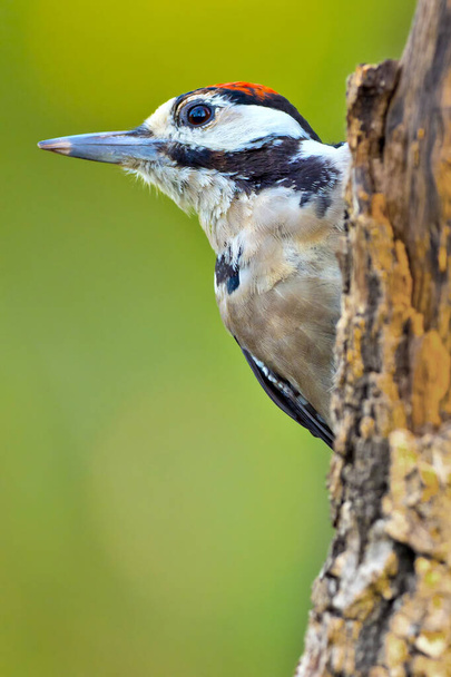 Great Spotted Woodpecker, Dendrocopos major, Spanish Forest, Castile and Leon, Spanyolország, Európa - Fotó, kép