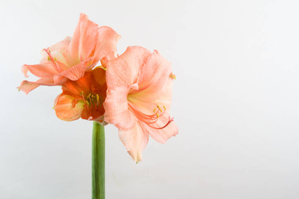 Pastel růžová barva amaryllis izolované na bílém pozadí s kopírovacím prostorem - Fotografie, Obrázek