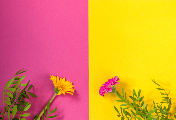Valentinstag, Happy Mothers Day, Frauentag oder Geburtstag. Gerbera Flowers Double Pink Yellow Background Floral Flat Lay Minimal Concept. Kopierraum. - Foto, Bild