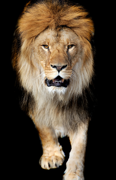 Leeuw portret - Foto, afbeelding