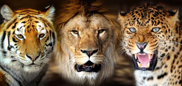Tigre, leão, canhoto
 - Foto, Imagem