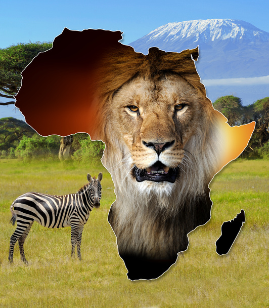 Afrika wildlife mapa designu - Fotografie, Obrázek