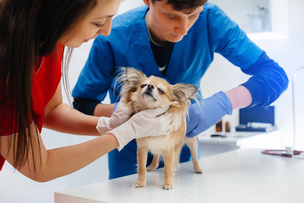 In a modern veterinary clinic, a thoroughbred Chihuahua is examined and treated on the table. Veterinary clinic - Fotoğraf, Görsel