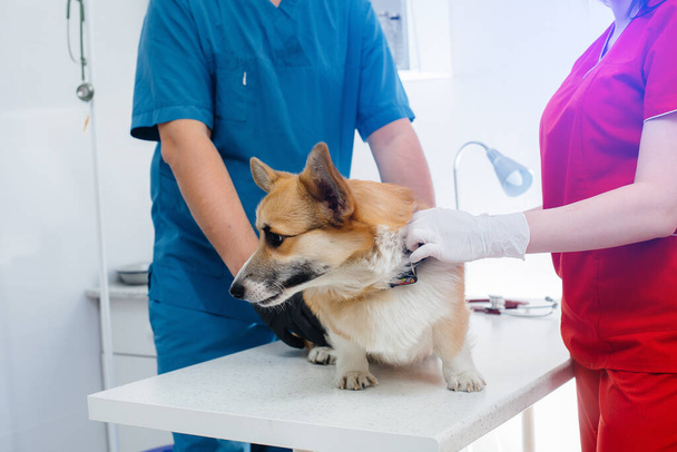 In een moderne dierenkliniek wordt een volbloed Corgi hond onderzocht. Veterinaire kliniek - Foto, afbeelding
