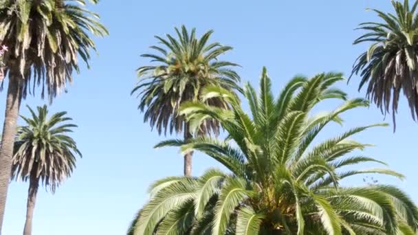 Palmiers à Los Angeles, Californie, États-Unis. Esthétique estivale de Santa Monica et Venice Beach sur l'océan Pacifique. Ciel bleu clair et palmiers emblématiques. Atmosphère de Beverly Hills à Hollywood. LA vibes - Séquence, vidéo