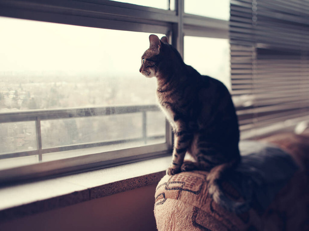 Gato sentado no sofá do sofá em casa olhando através da janela. Animal doméstico solitário esperando o proprietário. gatinho animal de estimação casa sozinho. - Foto, Imagem