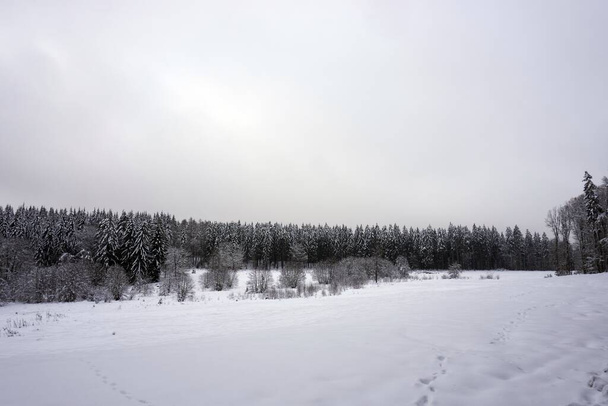 Paesaggio foto in inverno nell'Eifel - Germania sotto un cielo nuvoloso, si possono vedere neve, conifere e alberi decidui - Foto, immagini
