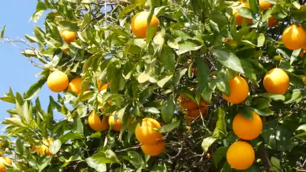 Citrus narancs gyümölcs a fán, Kalifornia, USA. Tavaszi kert, amerikai helyi mezőgazdasági ültetvény, tanyasi kertészet. Szaftos friss levelek, egzotikus trópusi szüret az ágon. Tavaszi égbolt - Felvétel, videó