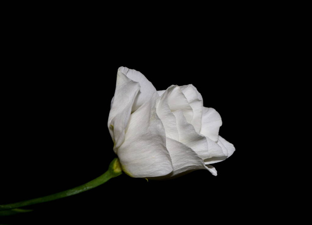 Lisianthus, Eustoma. Fehér virágok sötét textúra háttér. Gyönyörű virágok. - Fotó, kép