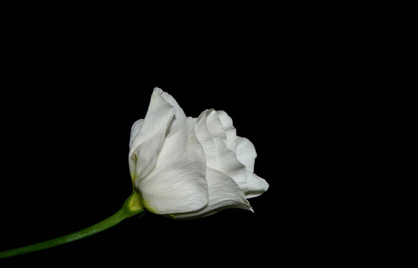 Lisianthus, Eustoma. Fehér virágok sötét textúra háttér. Gyönyörű virágok. - Fotó, kép