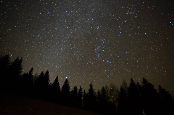 カルパチア山脈の星空を背景にした森 - 写真・画像