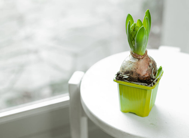 Brote de jacinto en taburete blanco junto a la ventana, concepto de humor de primavera y decoración botánica para el hogar - Foto, imagen