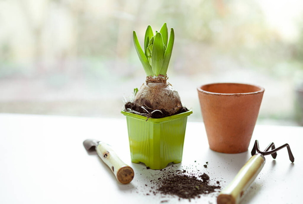 Hyazinthenpflanze im grünen Plastiktopf, Gartengeräte und Keramik-Poto auf dem weißen Tisch am Fenster - Hausgarten als Hobby und Verbindung zur Natur - Foto, Bild
