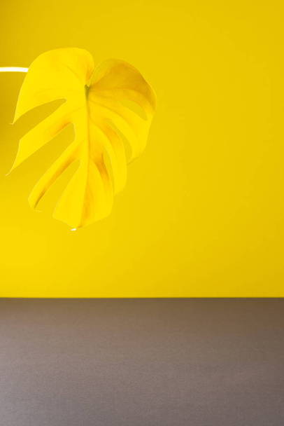 Gelbes Blatt von Monstera auf trendigem grau-gelbem Hintergrund - Foto, Bild