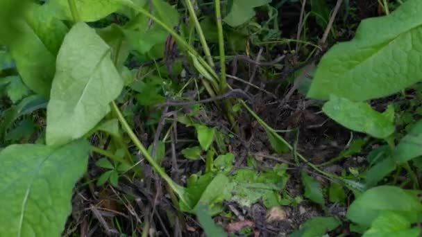 Arrancar raízes de plantas de Comfrey para fins médicos (Symphytum officinale) - Filmagem, Vídeo