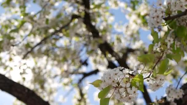 Wiosenny biały kwiat wiśni, Kalifornia, USA. Delikatne sakura kwiaty gruszki, jabłka lub moreli. Wiosna świeża romantyczna atmosfera, czysty botaniczny kwiat, miękki bokeh ostrości. - Materiał filmowy, wideo