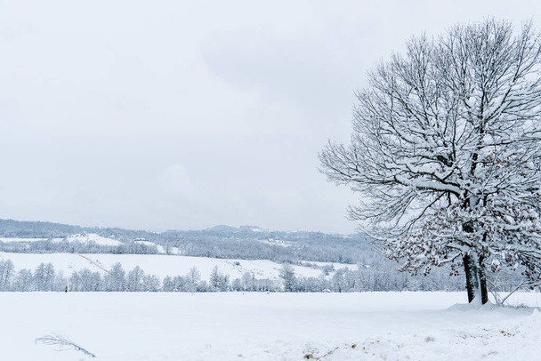 Зимний пейзаж с заснеженным деревом - Фото, изображение