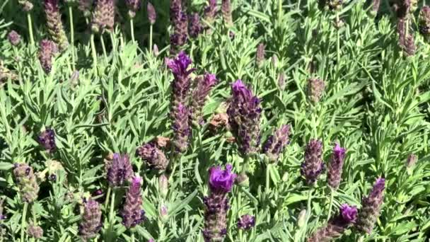 4K-HD-Video Honigbienen auf Lavendel - Filmmaterial, Video