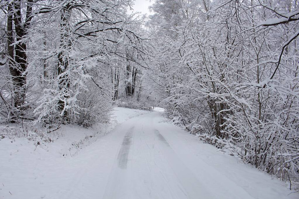 Деревенская дорога через зимнее поле с лесом на горизонте - Фото, изображение