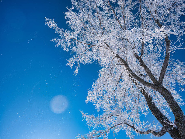 mráz pokryl strom a modré nebe - Fotografie, Obrázek