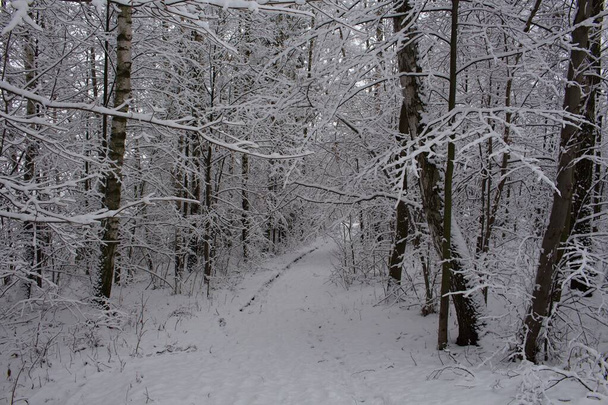 Kırsal yol kış tarlasında ufukta orman var. - Fotoğraf, Görsel