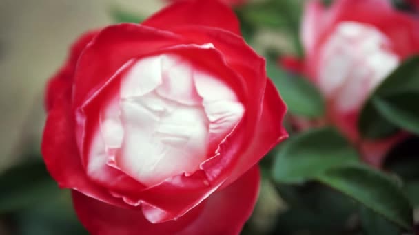 Vörös rózsa virág. Gyönyörű vörös rózsa virágzik a kertben. A vörös rózsa virágzik - Felvétel, videó