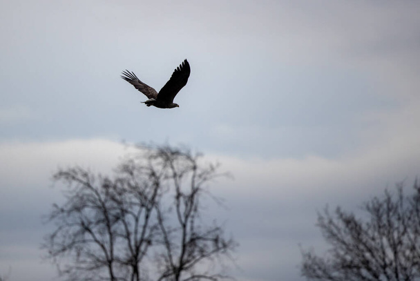 Aquila dalla coda bianca (Haliaeetus albicilla) che vola sopra la foresta in inverno - Foto, immagini
