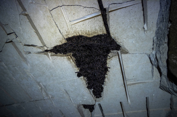Μεγάλη αποικία νυχτερίδων σε ένα παλιό εγκαταλελειμμένο ορυχείο - Φωτογραφία, εικόνα