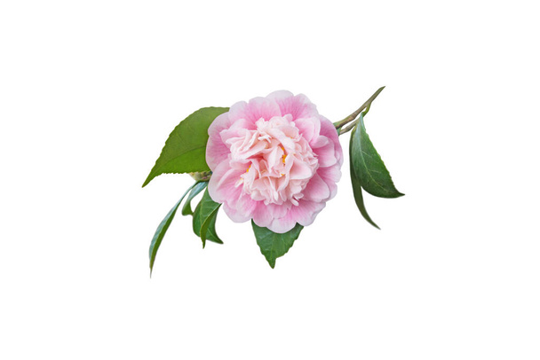 Pale pink camellia japonica peony form flower and leaves isolated on white. Japanese tsubaki.  - Photo, Image