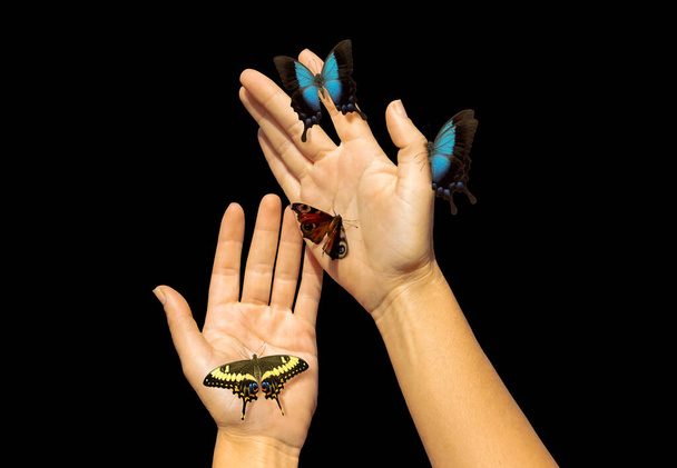 gentle female hands covered with butterflies isolated on black - Photo, Image