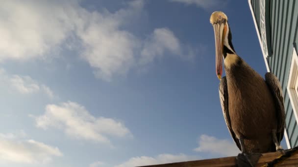 Kaliforniya okyanus plajı, rıhtımdaki vahşi kahverengi pelikan. Kıyıdaki pelecanus, büyük kuş. Büyük gagalı. - Video, Çekim
