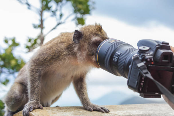 Scimmia con interesse guardando nell'obiettivo della fotocamera - Foto, immagini