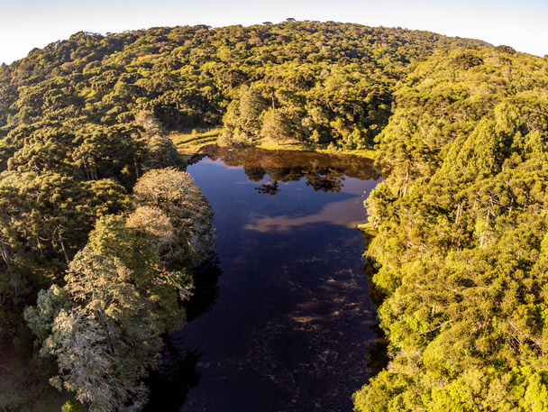 Bosque de Araucaria alrededor de un lago, Sao Francisco de Paula, Rio Grande do Sul, Brasil - Foto, imagen