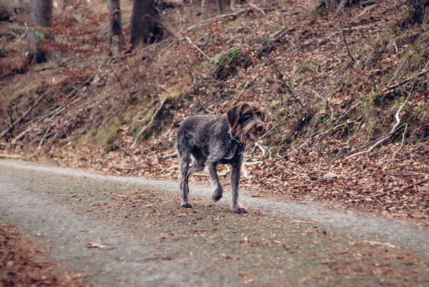 Prise de vue d'un Griffon à poil métallique bohème marchant sur une route asphaltée avec une expression satisfaite. Un chien bien élevé écoute son maître. Revenons à l'instruction - Photo, image