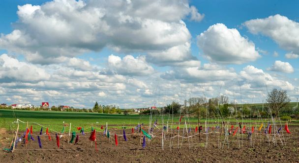 homesteads την άνοιξη με όμορφα σύννεφα και φράχτη με κορδέλες από χρωματιστά υφάσματα - ένα πουλί scarer - Φωτογραφία, εικόνα