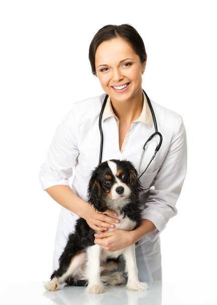 Young positive brunette veterinary woman with spaniel  - Photo, Image