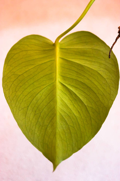 Foglia di mostro verde a forma di cuore su sfondo grigio, amore per la natura in dettaglio - Foto, immagini