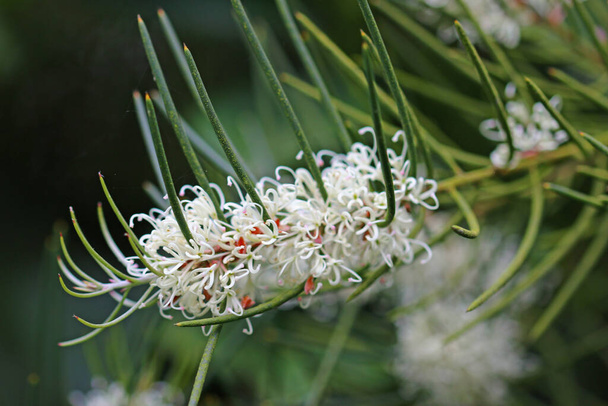 White needlebush flowers on branch - Photo, Image