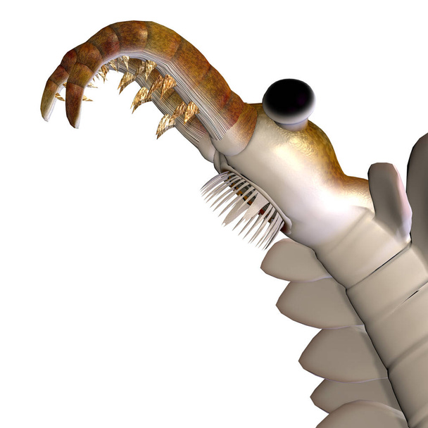 L'anomalocaride era un pesce carnivoro che viveva negli oceani del periodo Cambriano e fossili si possono trovare nello scisto di Burgess in Canada.. - Foto, immagini