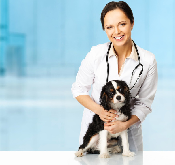 Young positive brunette veterinary woman with spaniel  - Photo, Image