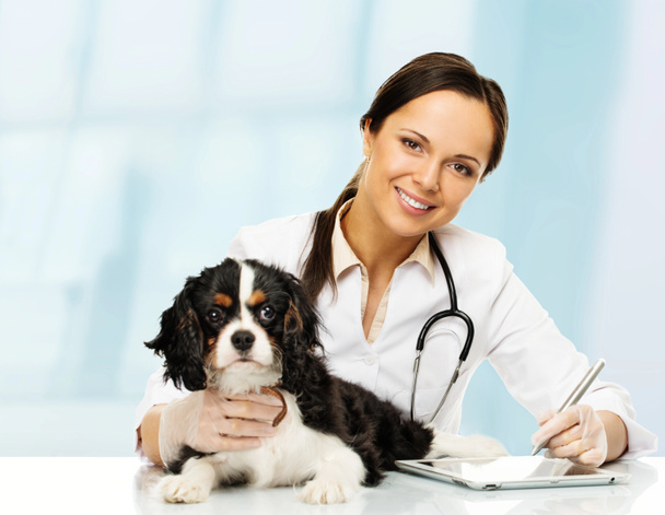 Young positive brunette veterinary woman with spaniel taking notes on tablet pc - Foto, afbeelding