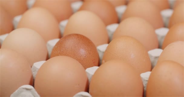 Estrusore di uova pieno di uova fresche su sfondo nero - Filmati, video