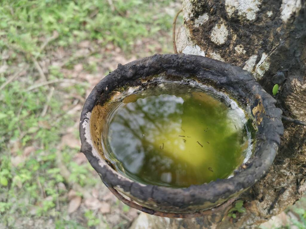 чаша с резиновым деревом заполняется водой, собранной после дождя. - Фото, изображение