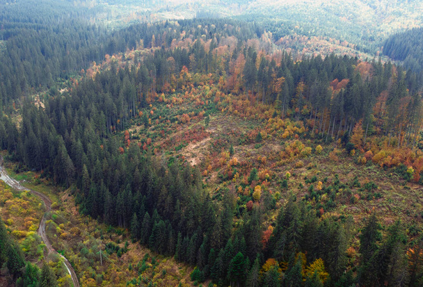 Ontbossing in een groot bos voor landbouwwerkzaamheden. - Foto, afbeelding