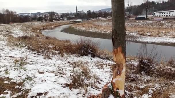 Ліманова, південна земля: частково вирубане дерево проти річки взимку з білим снігом, видимим на землі. вирубка дерев у природі - Кадри, відео