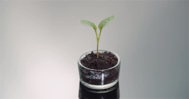 Koncepcja rolnictwa - młode rośliny obracające się na czarnym tle - Materiał filmowy, wideo