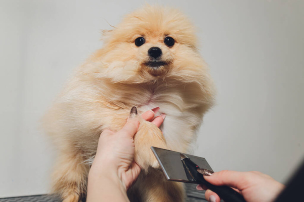 Hand doing grooming, haircut, combing wool of beautiful happy Pomeranian Spitz dog. - Foto, Bild